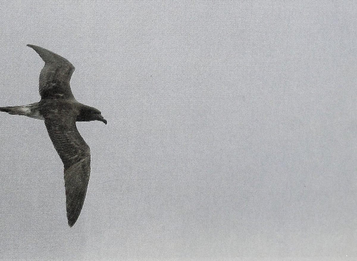 Beck's Petrel