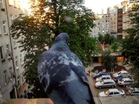 Pigeon GIF