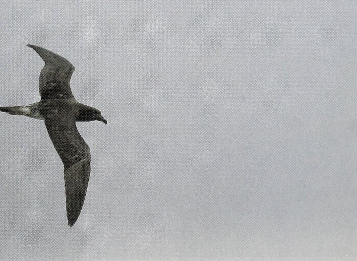 Beck's Petrel